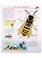 Что? Почему? Зачем? Все о насекомых (с волшебными окошками) — 2829094 — 3