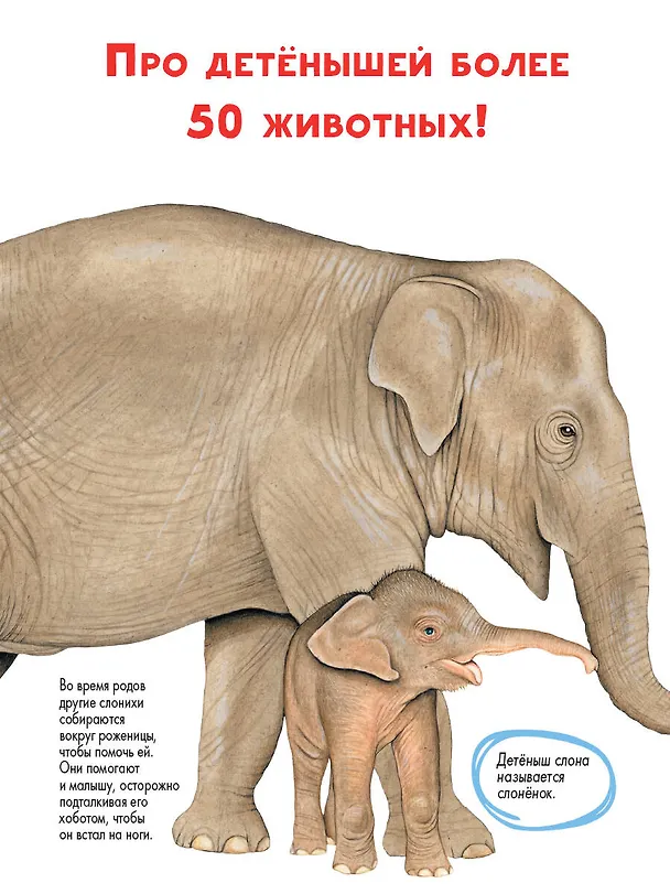 Книга Детеныши животных (Энн МакРей) — 7