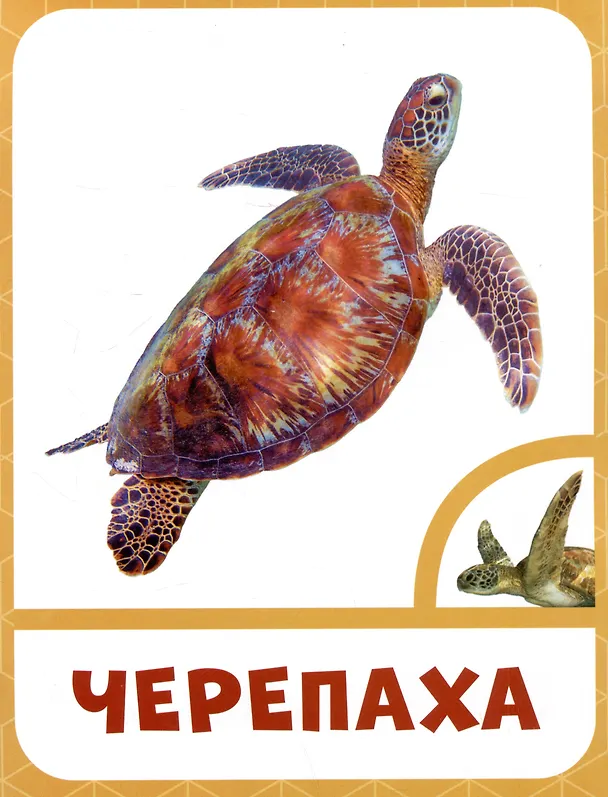 Книга Морские животные () — 4