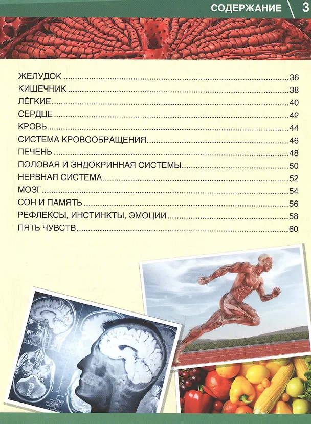 Книга Тело человека. 365 фактов (Кристина Хомякова) — 3