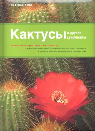 Кактусы и другие суккуленты — 2313549 — 1