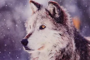 Алмазная мозаика ТМ Рыжий кот 30*40 (класс) полное заполнение c подрамником Волк в снегу FC037