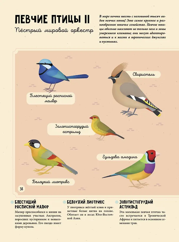 Книга Птицы (Томаш Тума) — 11
