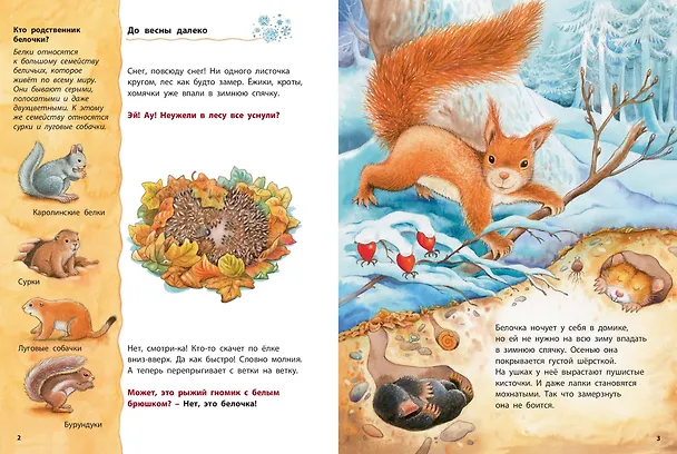 Книга Как живет белочка. Познавательные истории (Фридерун Райхенштеттер) — 2