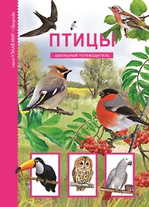 Птицы: Школьный путеводитель