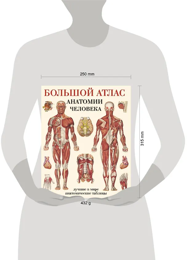 Книга Большой атлас анатомии человека(в табл) () — 9