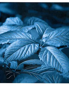 Тетрадь в клетку Listoff, "Ночной сад", 48 листов, в ассортименте