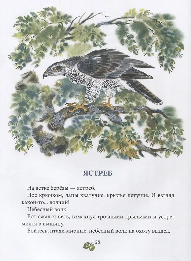 Книга Лесное ожерелье. Рассказы о природе . Илл. Е. Чарушиной-Капустиной () — 3