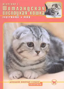 Шотландская вислоухая кошка. Содержание и уход
