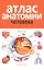 Атлас анатомии человека. 2-е издание, дополненное и переработанное — 2618317 — 1