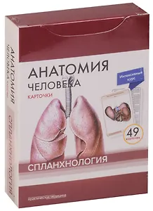Анатомия человека. Спланхнология (49 карточек)