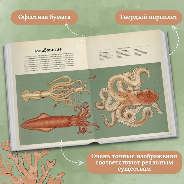 Книга Анималиум (Дженни Брум) — 5