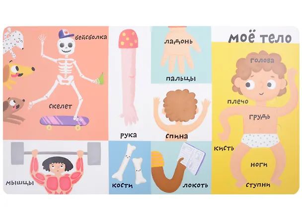 Книга Мои первые 100 слов с большими окошками. Мое тело (Марина Гагарина) — 2
