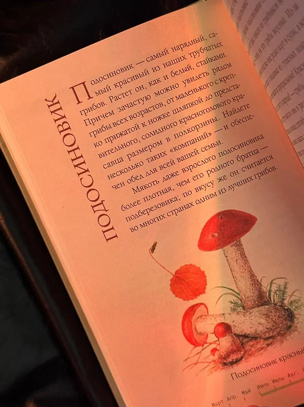 Книга Грибы русского леса. Иллюстрированный определитель (Мария Сергеева) — 7