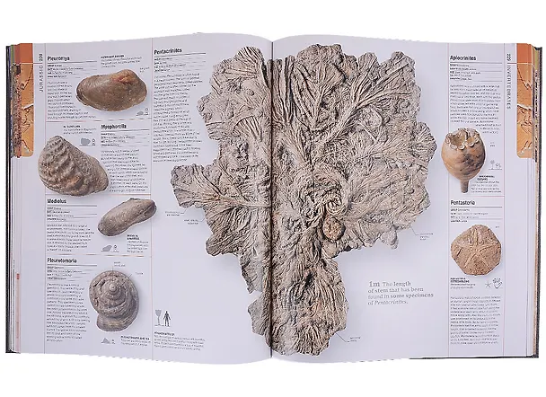 Книга Dinosaurs and Prehistoric Life. The definitive visual guide to prehistoric animals () — 7