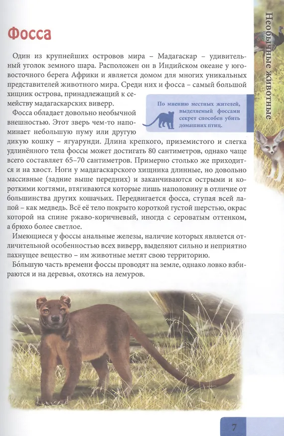 Книга Необычные животные. Энциклопедия (Людмила Соколова) — 5