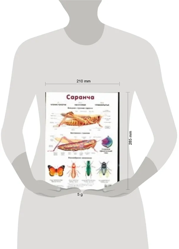 Книга Саранча. Жук. Плакат двухсторонний () — 2