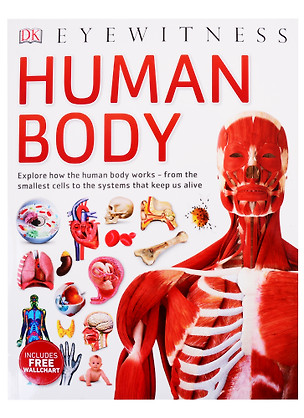 Human Body — 2826168 — 1