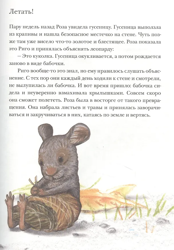 Книга Риго и Роза. 31 история о чудных мелочах. Сказка (Лоренц Паули) — 4