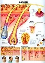 Плакат (70х108) Волосы / Кожа (А)