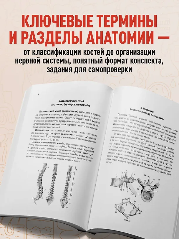 Книга Тетрадь-шпаргалка по анатомии (Елена Зигалова, Габриэль Билич) — 7
