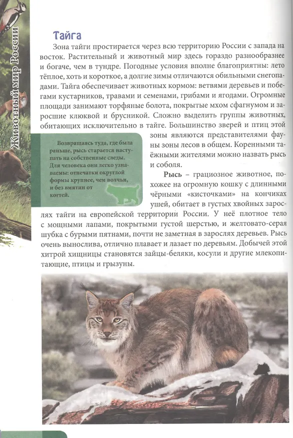 Книга Животный мир россии (Оксана Балуева) — 4