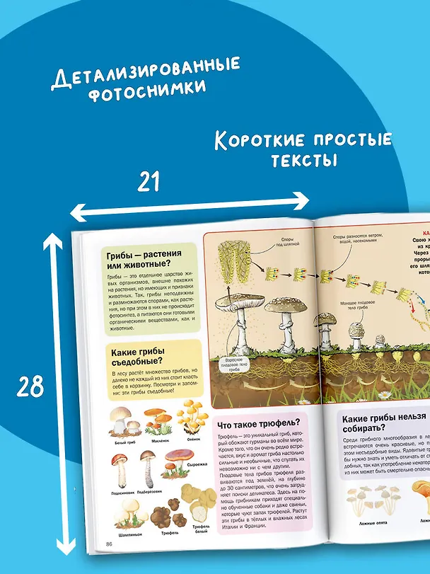 Книга 5000 "что, зачем, почему" в картинках, которые можно рассматривать целый год () — 7