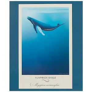 Тетрадь в клетку Unnika, "Под водой", 48 листов, в ассортименте