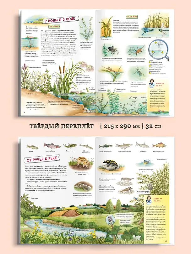 Книга Животные и растения рек, озёр и морей. BIObook А. Толмачёва (Сюзанна Риха) — 6