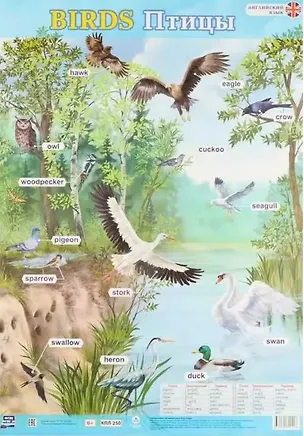 Книга Учебный плакат. Английский язык. Birds. Птицы (Формат А2) ()