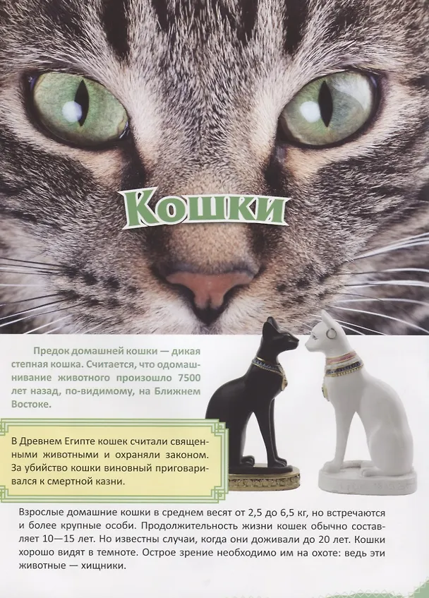 Книга Кошки () — 2