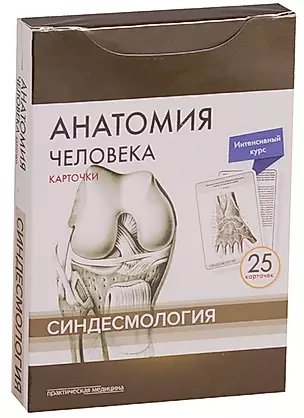 Анатомия человека. Синдесмология (25 карточек) — 2608648 — 1