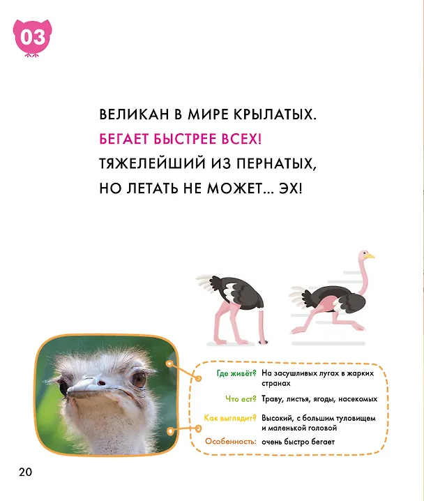 Книга Птицы () — 9