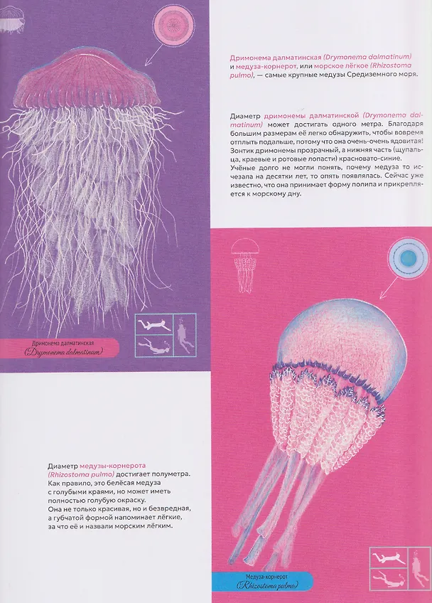 Книга Сад медуз (Паола Витале) — 5