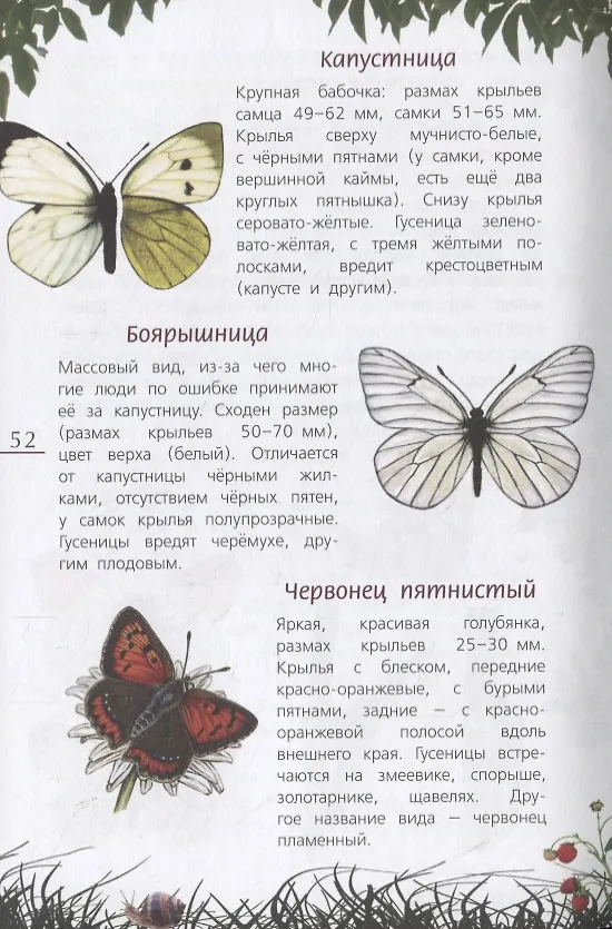 Книга Наши насекомые. Определитель для детей () — 4