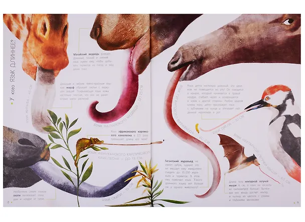 Книга Животные в метрах и миллиметрах (Рита Скьяво) — 5