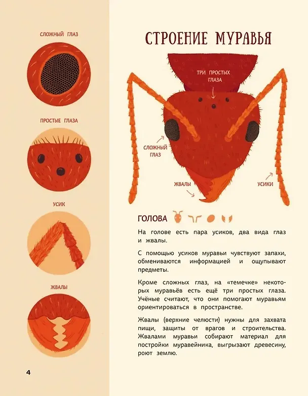 Книга Муравьи против божьих коровок. Божьи коровки против муравьёв. Книжка-перевёртыш (Дарья Губина) — 6