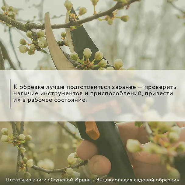 Книга Энциклопедия садовой обрезки (Ирина Окунева) — 7