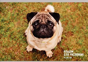 Альбом для рисования Listoff, "Взгляд мопса", А4, 40 листов, на скрепке