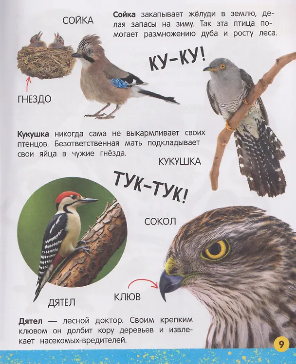 Книга Моя большая книга о животных (Юлия Латушко) — 4