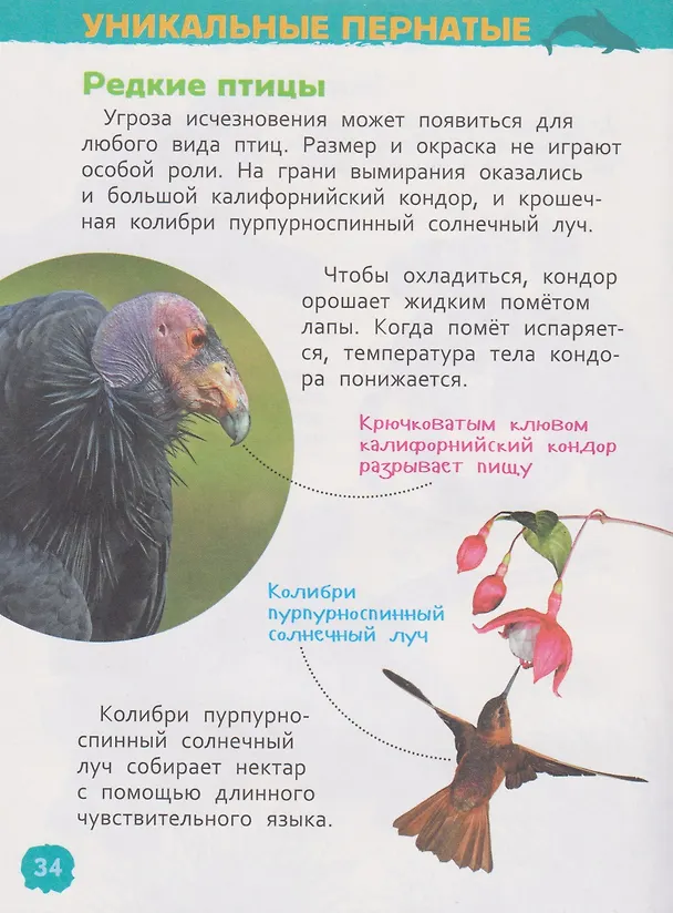 Книга Красная книга мира. Энциклопедия для детского сада (Лариса Клюшник) — 9
