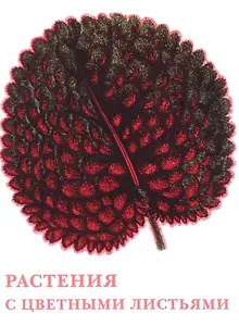 Растения с цветными листьями