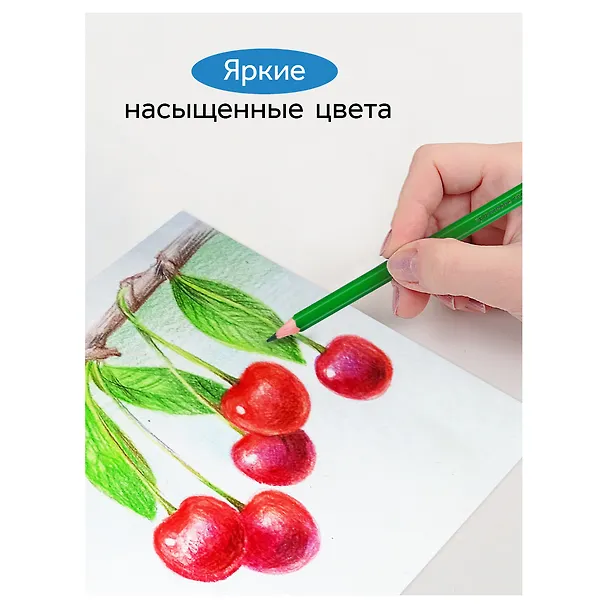 Карандаши цветные 24 цвета "Классические", Гамма 3101603 — 7