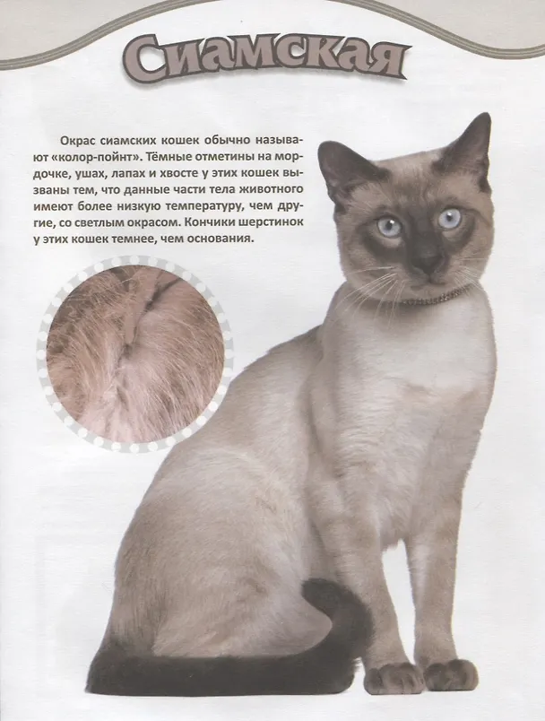 Книга Кошки () — 4