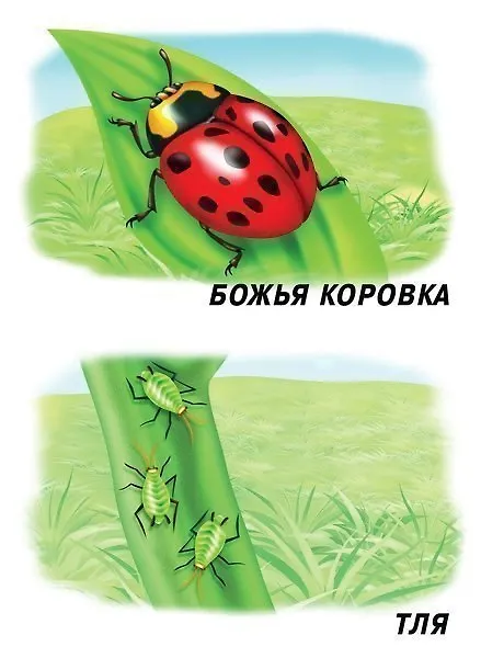 Книга Насекомые. Демонстрационный материал для занятий в группах детских садов и индивидуально () — 3