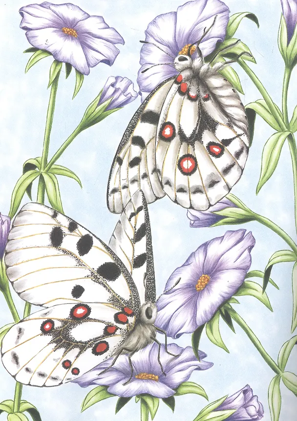 Книга Яркий мир природы () — 2