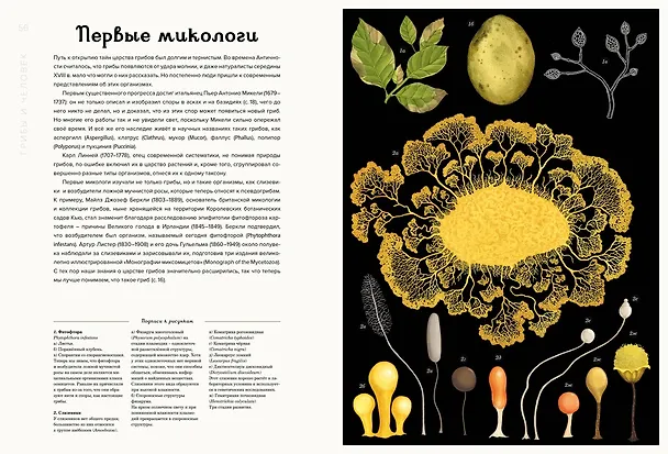Книга Грибы (Дэвид Л. Хауксворт, Лора М. Сьюз, Пепейн В. Кой, Каре Лиматайнен) — 7