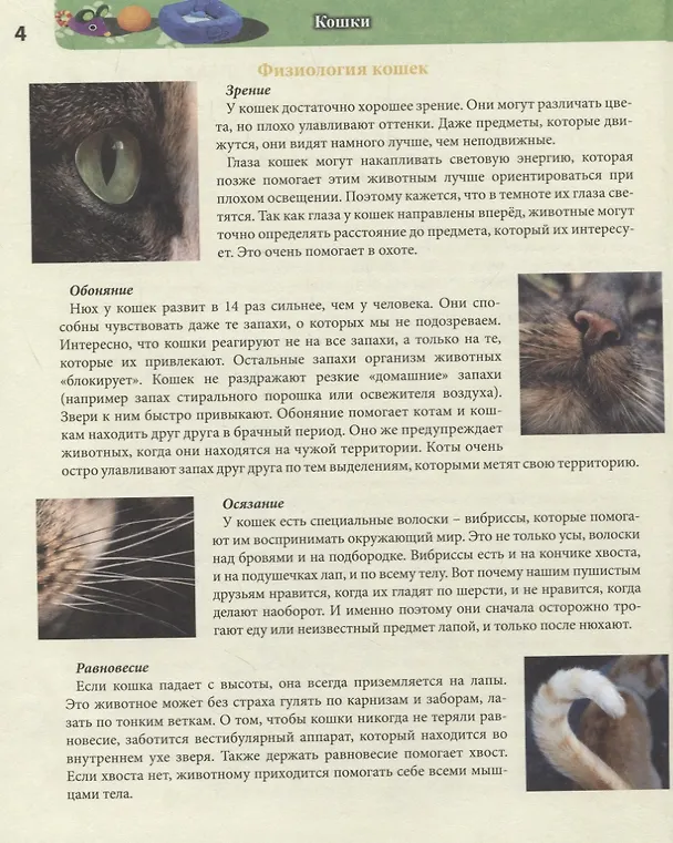 Книга Кошки. Энциклопедия (Леся Калугина) — 5