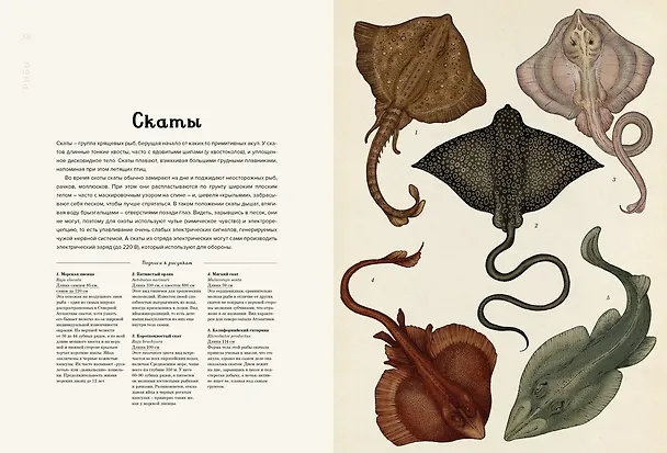 Книга Анималиум (Дженни Брум) — 8
