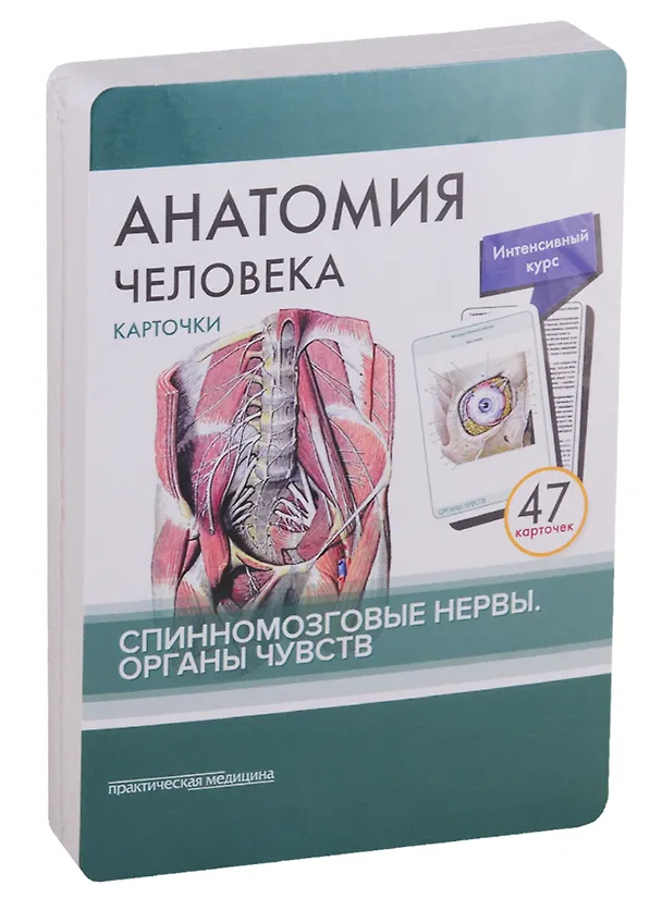 Книга Анатомия человека. Спинномозговые нервы. Органы чувств (47 карточек) (Владимир Николенко, М.О. Тимофеева, Михаил Сапин) — 2